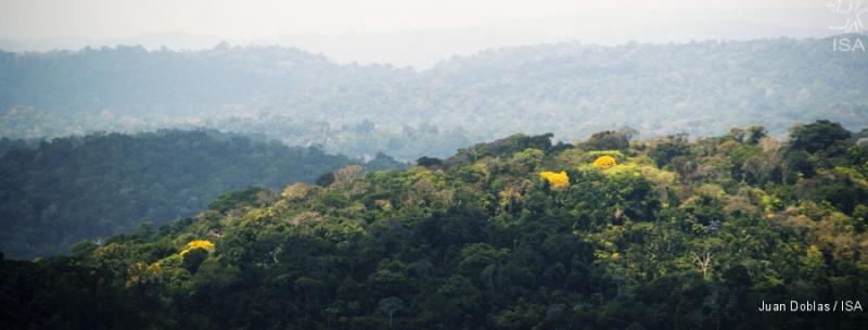 Ipês em meio à floresta, na TI Cachoeira Seca (PA), a mais desmatada da Amazônia em 2016-2017 | Juan Doblas / ISA